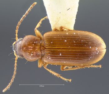 Media type: image;   Entomology 5946 Aspect: habitus dorsal view